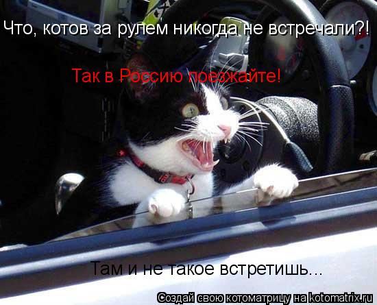 Котоматрица: Что, котов за рулем никогда не встречали?! Так в Россию поезжайте! Там и не такое встретишь...