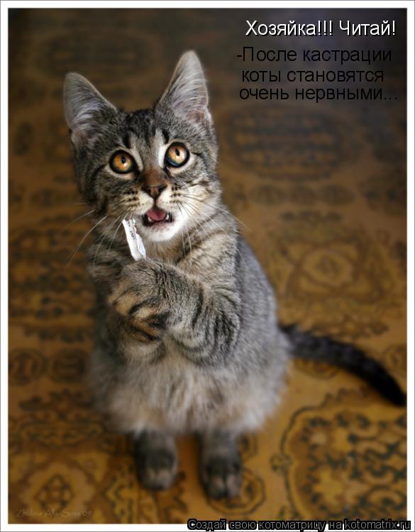 Котоматрица: Хозяйка!!! Читай! -После кастрации коты становятся очень нервными...