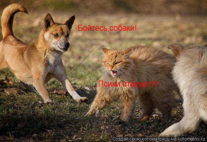 Котоматрица: Бойтесь,собаки!  Психи атакуют!!!