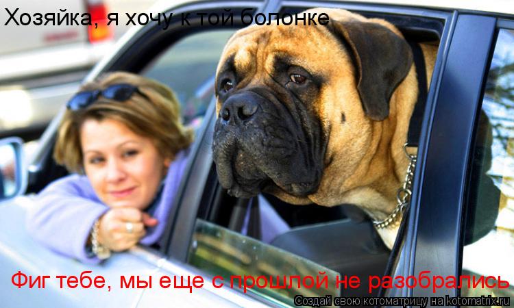 Котоматрица: Хозяйка, я хочу к той болонке Фиг тебе, мы еще с прошлой не разобрались