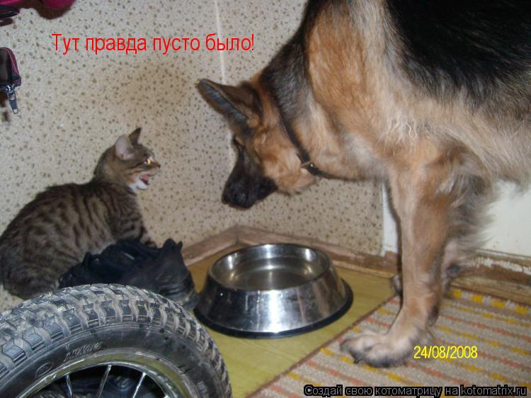 Котоматрица: Тут правда пусто было!