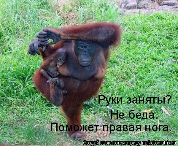 Руки заняты? Не беда. Поможет правая нога.... Котоматрица: Руки заняты? Не беда. Поможет правая нога.
