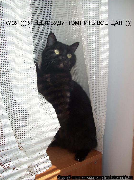 Котоматрица: КУЗЯ ((( Я ТЕБЯ БУДУ ПОМНИТЬ ВСЕГДА!!! (((