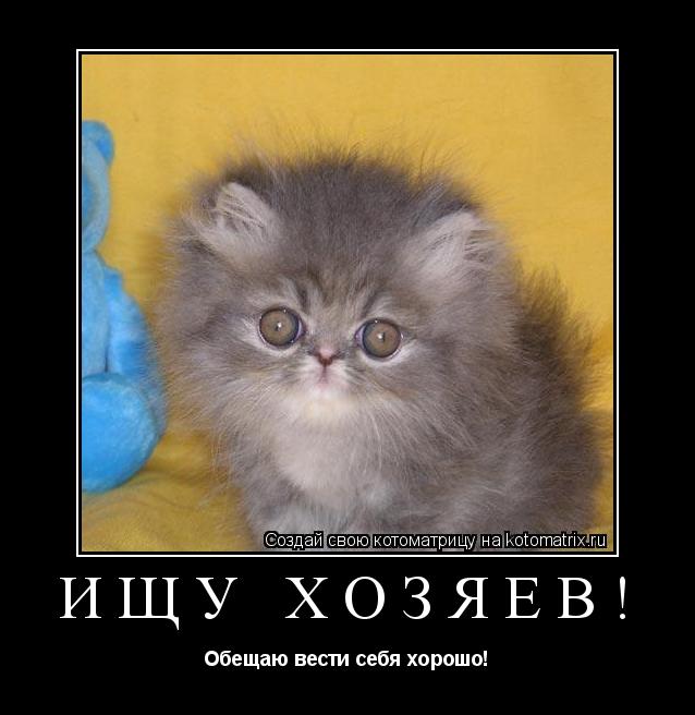 ИЩУ ХОЗЯЕВ! Обещаю вести себя хорошо!... Котоматрица: ИЩУ ХОЗЯЕВ! Обещаю вести себя хорошо!