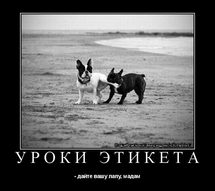уроки этикета - дайте вашу лапу, мадам... Котоматрица: уроки этикета - дайте вашу лапу, мадам