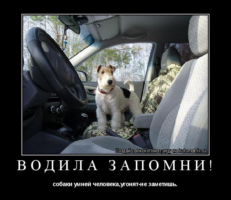 Водила запомни! собаки умней человека,угонят-не заметишь.... Котоматрица: Водила запомни! собаки умней человека,угонят-не заметишь.