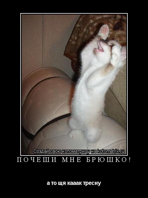 Котоматрица: Почеши мне брюшко! а то щя кааак тресну