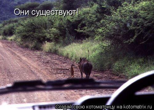 Котоматрица: Они существуют!