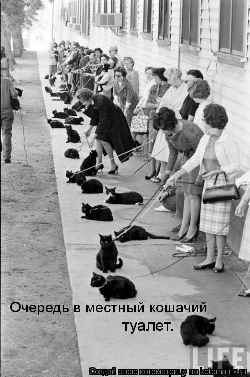Котоматрица: Очередь в местный кошачий туалет.