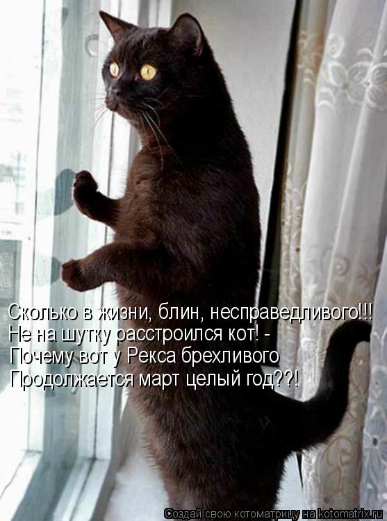 Котоматрица: Сколько в жизни, блин, несправедливого!!! Не на шутку расстроился кот! -  Почему вот у Рекса брехливого Продолжается март целый год??!