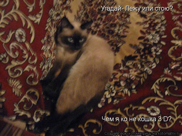 Котоматрица: Угадай- Лежу или стою? Чем я ко не кошка 3 D?