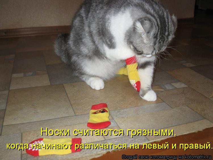 Котоматрица: Носки считаются грязными,  когда начинают различаться на левый и правый.