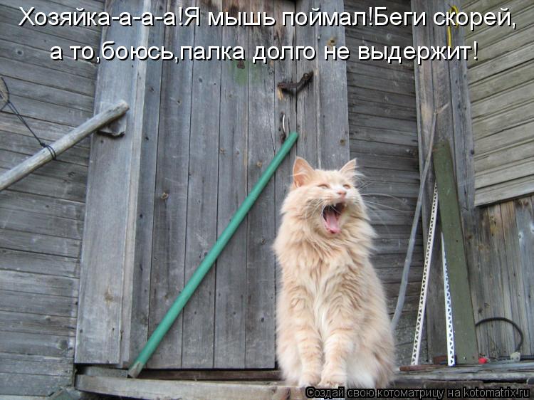 Хозяйка-а-а-а!Я мышь поймал!Беги скорей, а то,боюсь,палка долго не выдержит!... Котоматрица: Хозяйка-а-а-а!Я мышь поймал!Беги скорей, а то,боюсь,палка долго не выдержит!