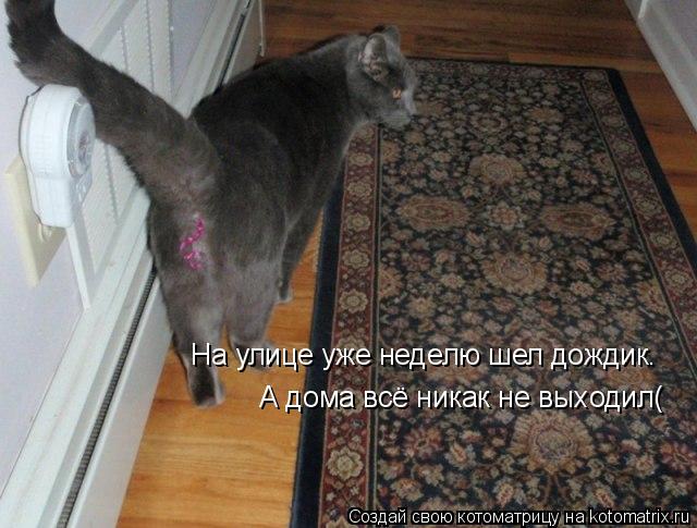 Котоматрица: На улице уже неделю шел дождик. А дома всё никак не выходил(