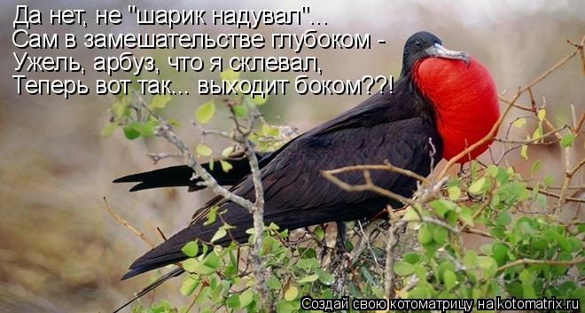 Да нет, не "шарик надувал"... Сам в замешательстве глубоком - Ужель, арбуз, что я склевал, Теперь вот... Котоматрица: Да нет, не "шарик надувал"... Сам в замешательстве глубоком - Ужель, арбуз, что я склевал, Теперь вот так... выходит боком??!