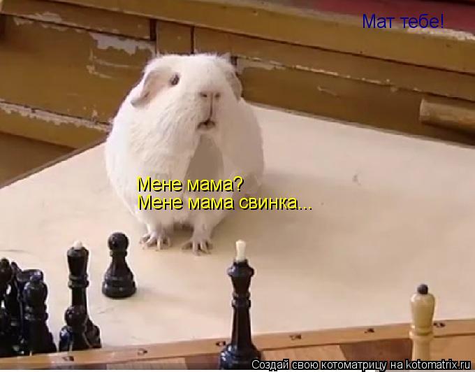 Котоматрица: Мат тебе! Мене мама? Мене мама свинка...
