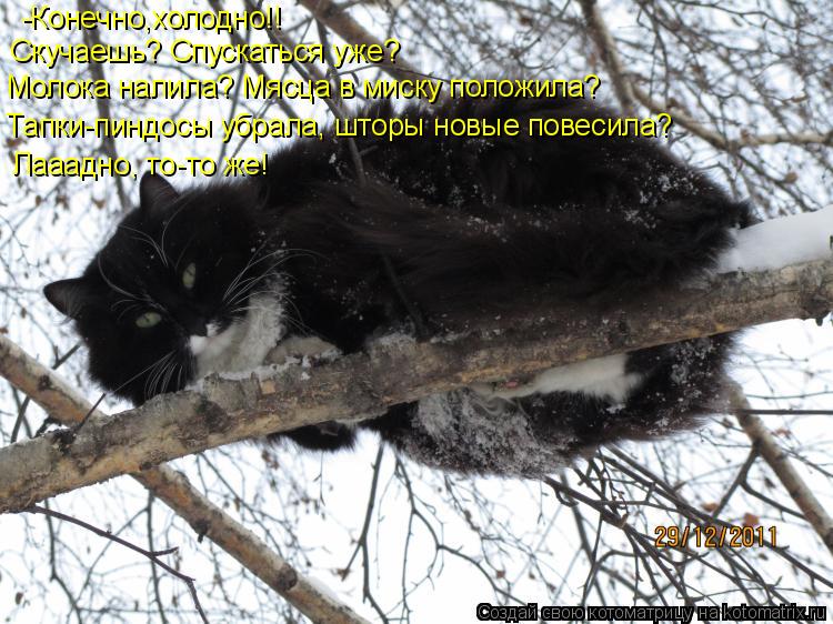 Котоматрица: -Конечно,холодно!! Скучаешь? Спускаться уже? Молока налила? Мясца в миску положила? Тапки-пиндосы убрала, шторы новые повесила? Лааадно, то-то