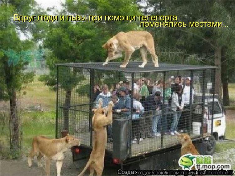 Котоматрица: Вдруг люди и львы,при помощи телепорта  поменялись местами...