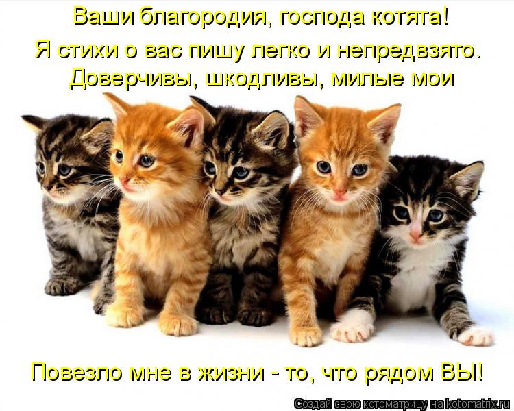 Котоматрица: Ваши благородия, господа котята! Доверчивы, шкодливы, милые мои Повезло мне в жизни - то, что рядом ВЫ! Я стихи о вас пишу легко и непредвзято.