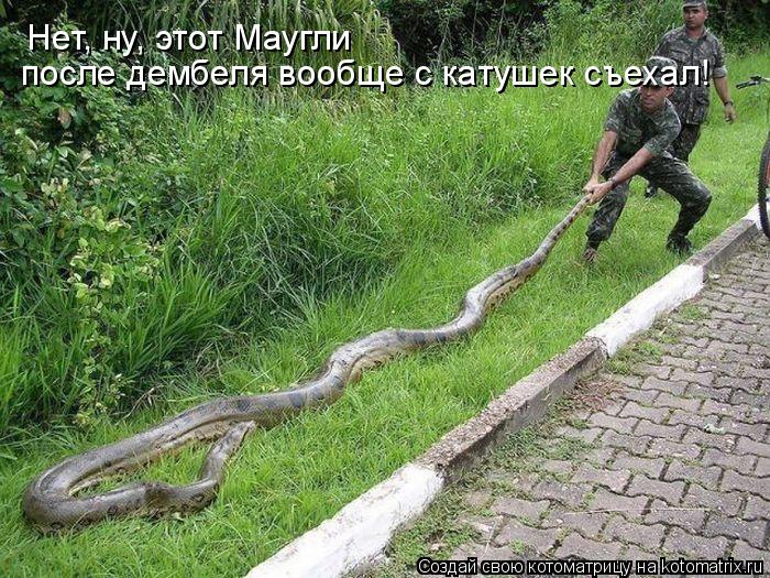 Котоматрица: Нет, ну, этот Маугли  после дембеля вообще с катушек съехал!