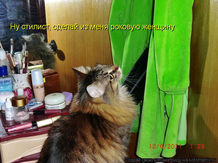 Котоматрица: Ну стилист, сделай из меня роковую женщину