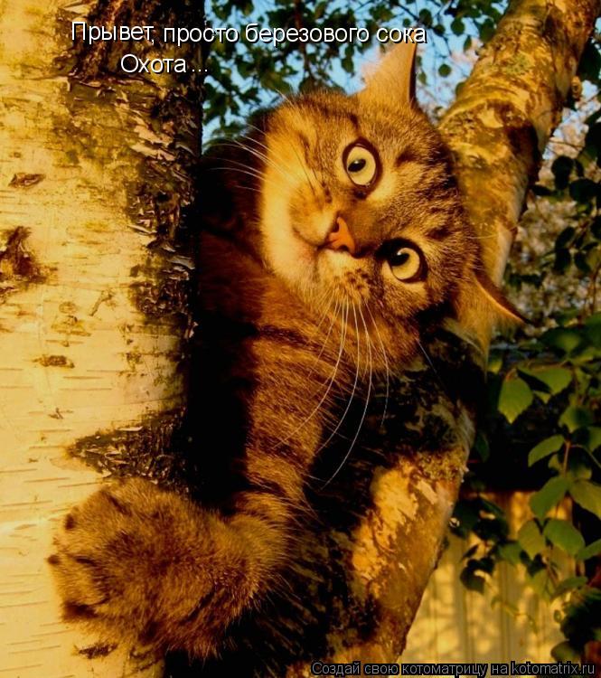 Котоматрица: Прывет , просто березового сока Охота ...