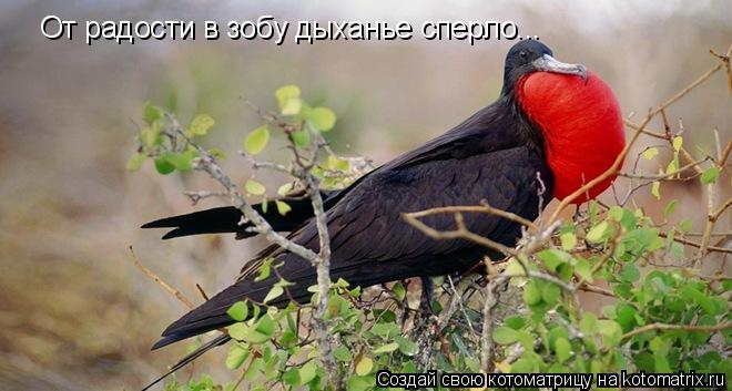Котоматрица: От радости в зобу дыханье сперло...