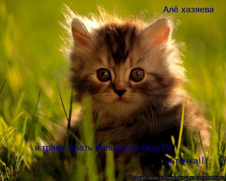 Котоматрица: Алё хазяева я траву жрать больше не буду))) и точка!!!