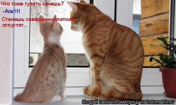 Котоматрица: Что тоже гулять хочешь? -Ага!!!! Станешь совершеннолетним,  отпустят...
