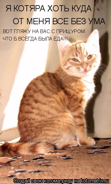 Котоматрица: Я КОТЯРА ХОТЬ КУДА ОТ МЕНЯ ВСЕ БЕЗ УМА ВОТ ГЛЯЖУ НА ВАС С ПРИЩУРОМ ЧТО Б ВСЕГДА БЫЛА ЕДА!!!