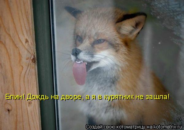 Котоматрица: Блин! Дождь на дворе, а я в курятник не зашла!