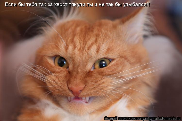 Котоматрица: Если бы тебя так за хвост тянули,ты и не так бы улыбался!!