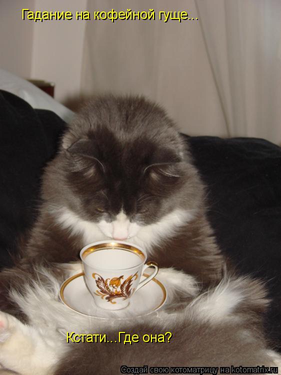 Котоматрица: Гадание на кофейной гуще... Кстати...Где она?