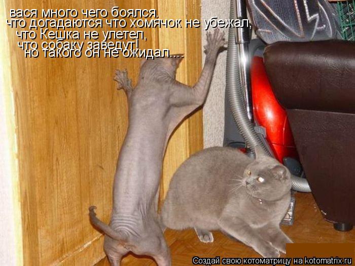 Котоматрица: вася много чего боялся. что догадаются что хомячок не убежал, что Кешка не улетел, что собаку заведут! но такого он не ожидал....