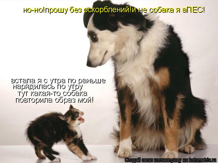 Котоматрица: встала я с утра по раньше нарядилась по утру тут какая-то собака  повторила образ мой! но-но!прошу без оскорблений!и не собака я аПЕС!