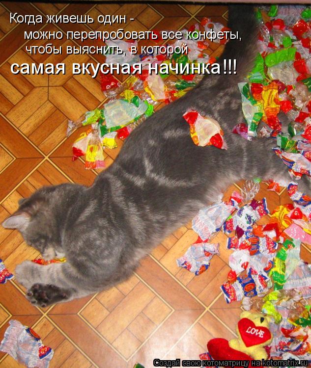 Котоматрица: Когда живешь один -  можно перепробовать все конфеты, чтобы выяснить, в которой самая вкусная начинка!!!