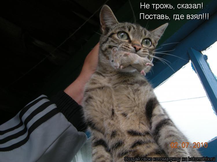 Котоматрица: Не трожь, сказал! Поставь, где взял!!!