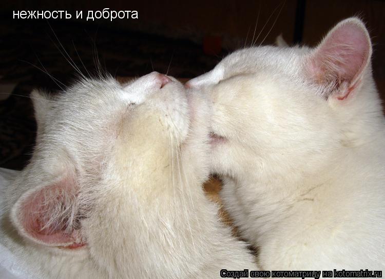 Котоматрица: нежность и доброта