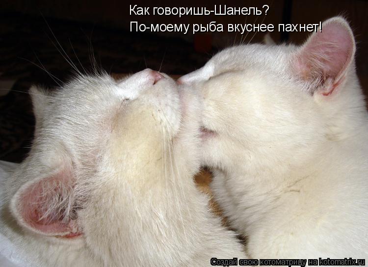Как говоришь-Шанель? По-моему рыба вкуснее пахнет!... Котоматрица: Как говоришь-Шанель? По-моему рыба вкуснее пахнет!