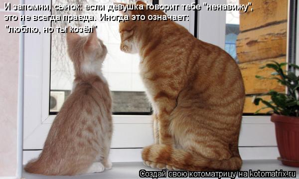 Котоматрица: И запомни, сынок: если девушка говорит тебе "ненавижу", это не всегда правда. Иногда это означает: "люблю, но ты козёл"