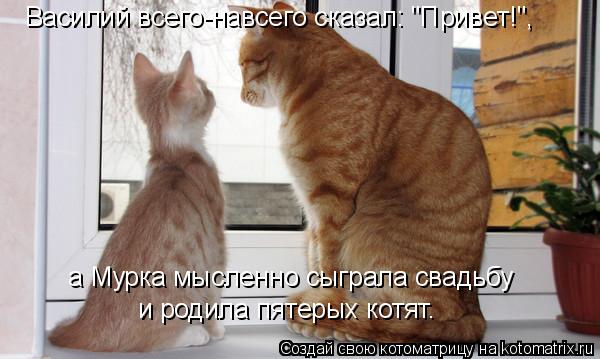 Василий всего-навсего сказал: "Привет!", а Мурка мысленно сыграла свадьбу и родила пятерых котят.... Котоматрица: Василий всего-навсего сказал: "Привет!", а Мурка мысленно сыграла свадьбу и родила пятерых котят.