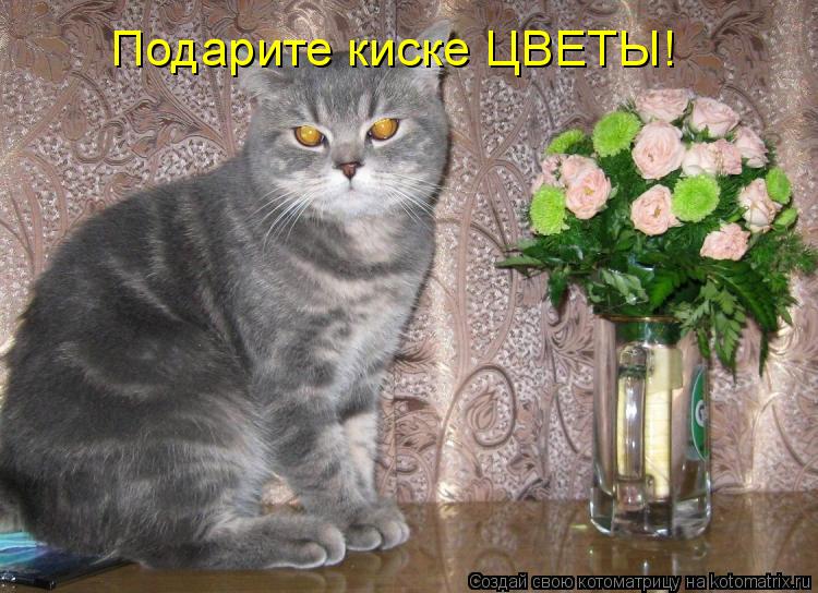 Подарите киске ЦВЕТЫ!... Котоматрица: Подарите киске ЦВЕТЫ!