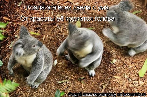 Коала эта всех свела с ума От красоты её кружится голова... Котоматрица: Коала эта всех свела с ума От красоты её кружится голова