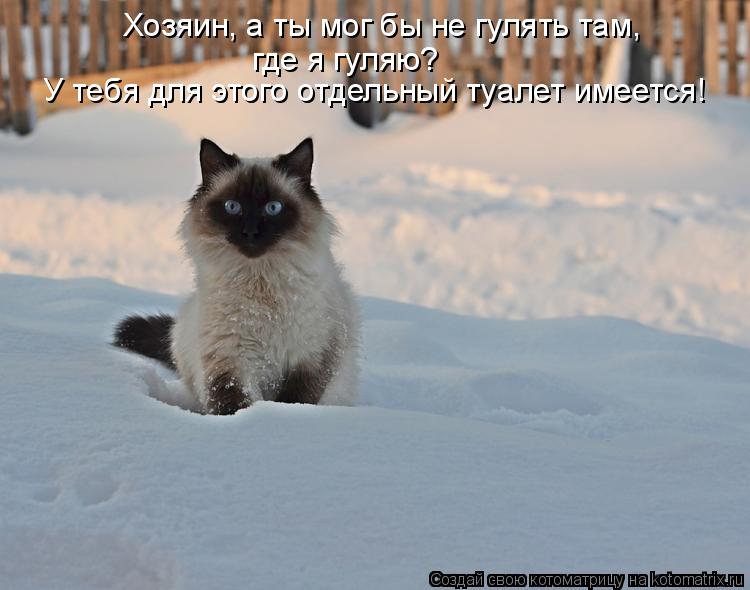 Хозяин, а ты мог бы не гулять там, У тебя для этого отдельный туалет имеется! где я гуляю?... Котоматрица: Хозяин, а ты мог бы не гулять там, У тебя для этого отдельный туалет имеется! где я гуляю?