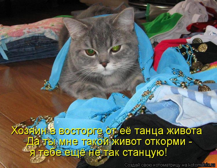 Котоматрица: Хозяин в восторге от её танца живота я тебе ещё не так станцую! Да ты мне такой живот откорми -