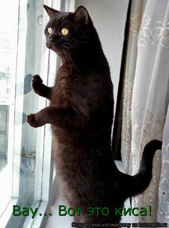 Вау... Вот это киса!... Котоматрица: Вау... Вот это киса!