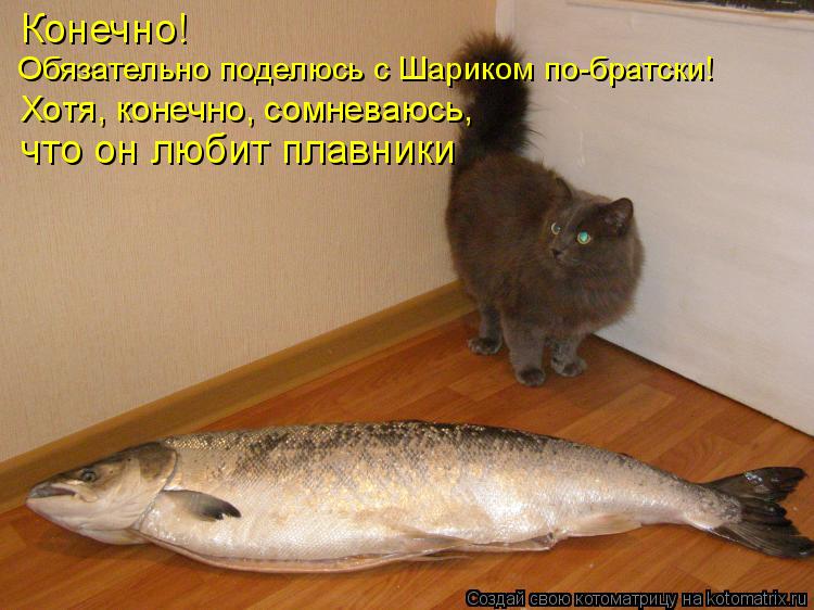 Конечно! Обязательно поделюсь с Шариком по-братски! Хотя, конечно, сомневаюсь, что он любит плавники... Котоматрица: Конечно! Обязательно поделюсь с Шариком по-братски! Хотя, конечно, сомневаюсь, что он любит плавники