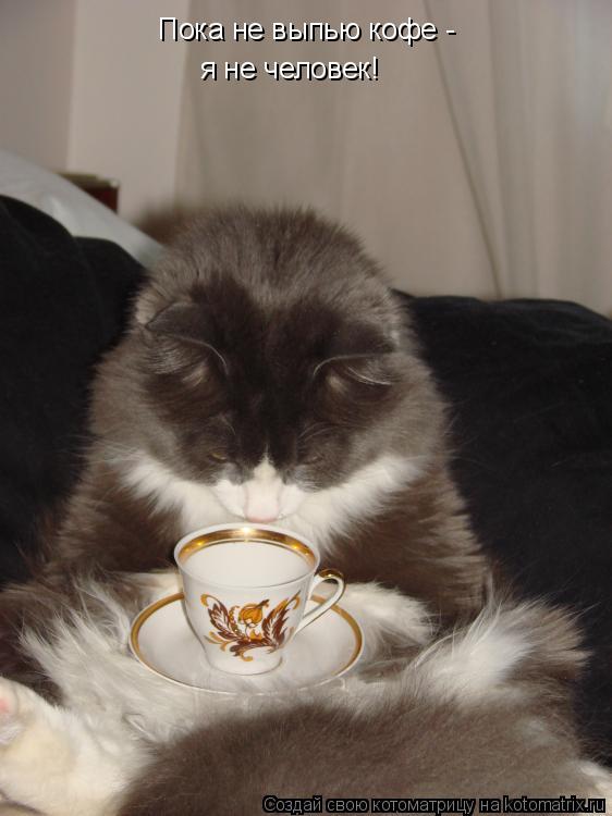 Пока не выпью кофе - я не человек!... Котоматрица: Пока не выпью кофе - я не человек!