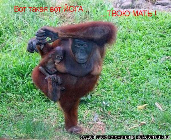 Вот такая вот ЙОГА... ...ТВОЮ МАТЬ !... Котоматрица: Вот такая вот ЙОГА... ...ТВОЮ МАТЬ !