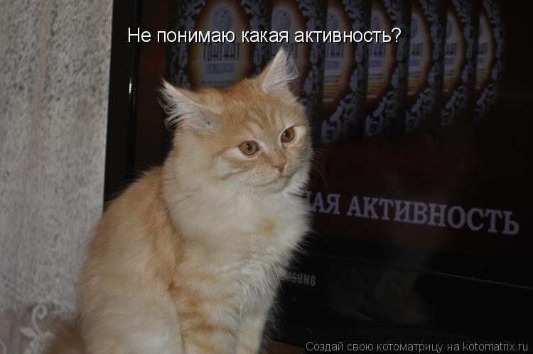 Не понимаю какая активность?... Котоматрица: Не понимаю какая активность?